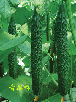 北京中良信農業技術開發 科技賦能現代農業，引領綠色創新發展