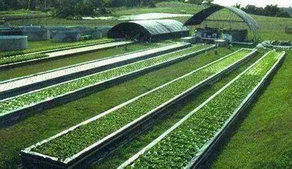 科技賦能農業 遞補國家重點龍頭企業名單公示，農業技術開發迎來新篇章